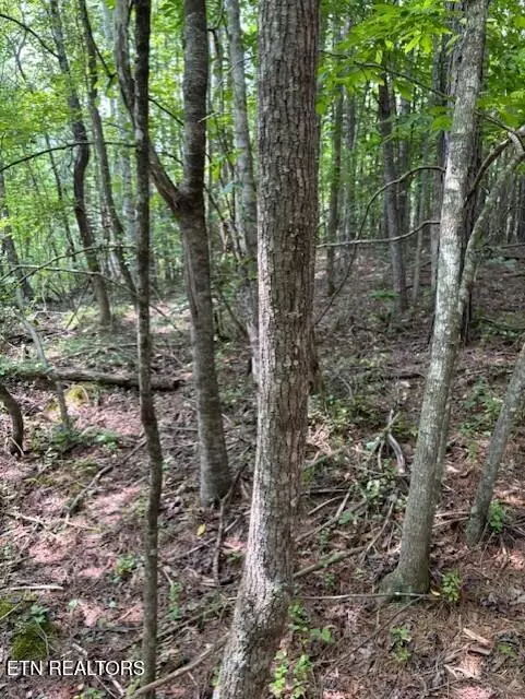 Harriman, TN 37748,Indigo Bunting DR