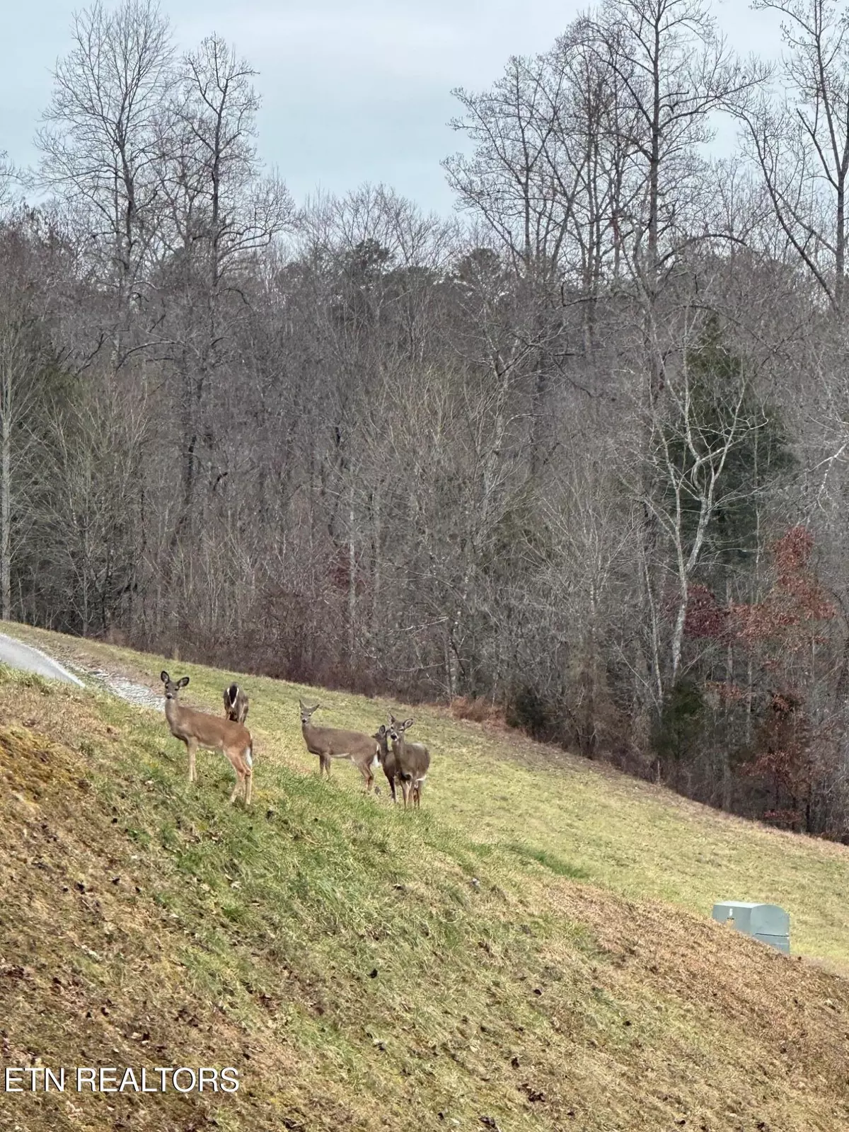 Lafollette, TN 37766,501 Cedar Gate LN