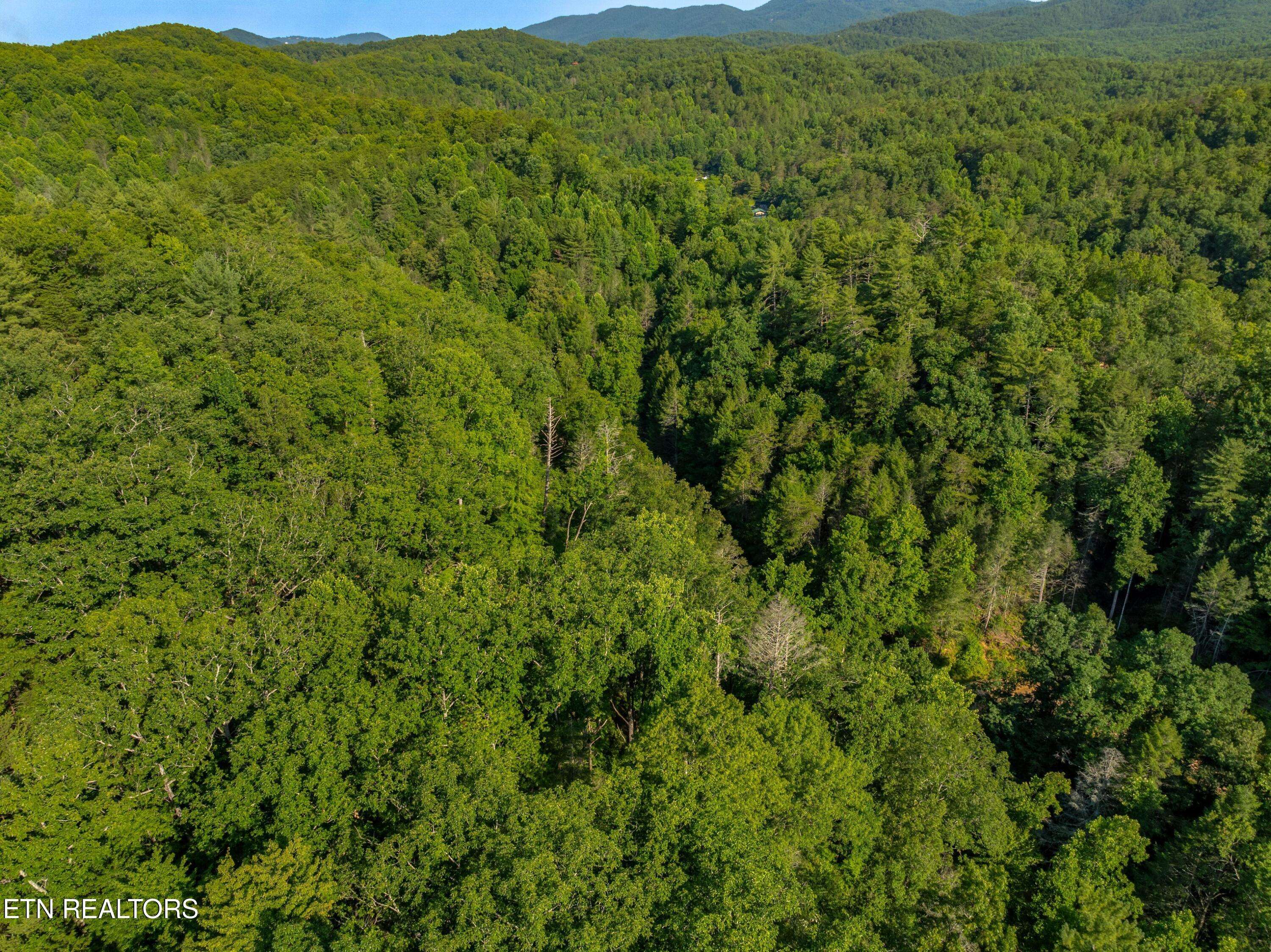 Cosby, TN 37722,Yellow Breeches Rd
