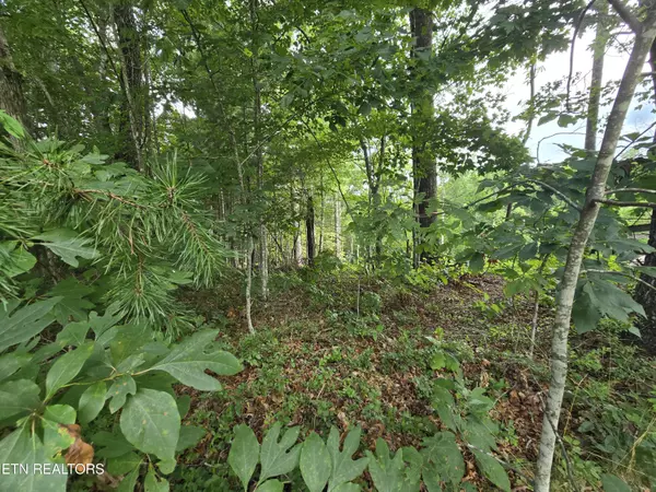 Jamestown, TN 38556,lot 244 Walking Horse DR