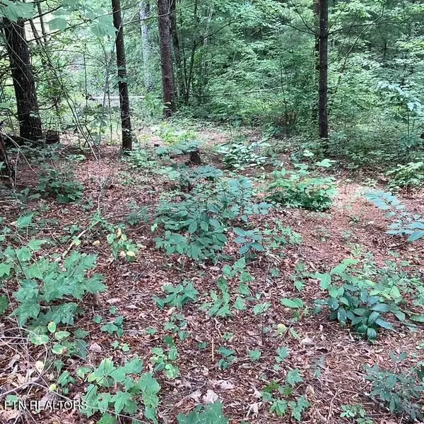 Walland, TN 37886,514 Percussion CT
