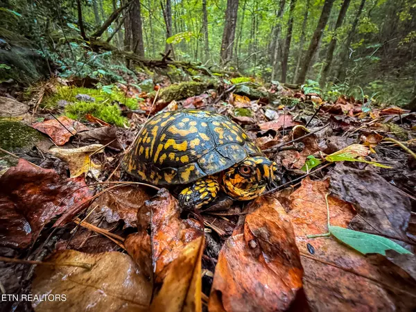 Rockwood, TN 37854,Lot 26 Airport Rd