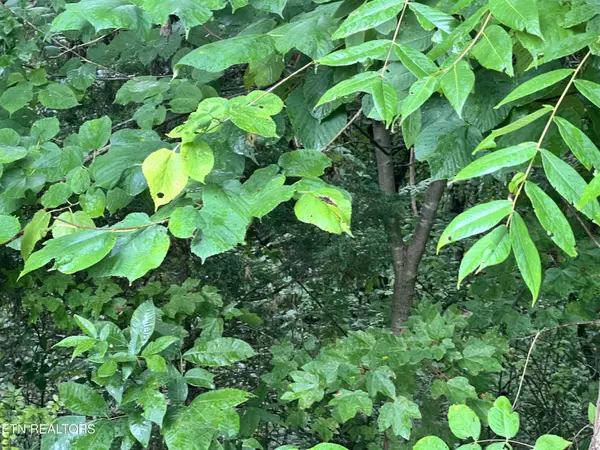 Decatur, TN 37322,Lot 7 Willie Prigmore Rd