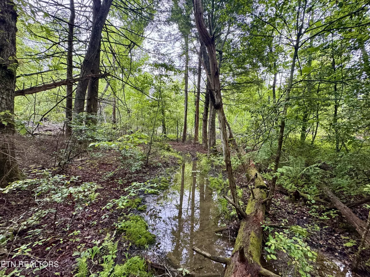 Lancing, TN 37770,Abe LN