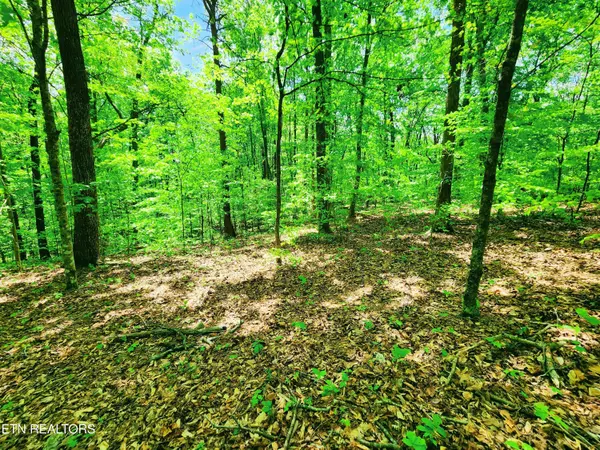 Kingston, TN 37763,Evergreen CV
