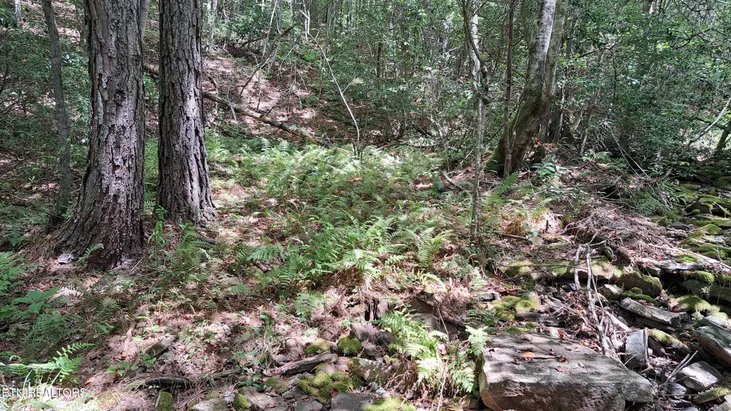 Airport Rd - Lot 18 (PCA), Rockwood, TN 37854