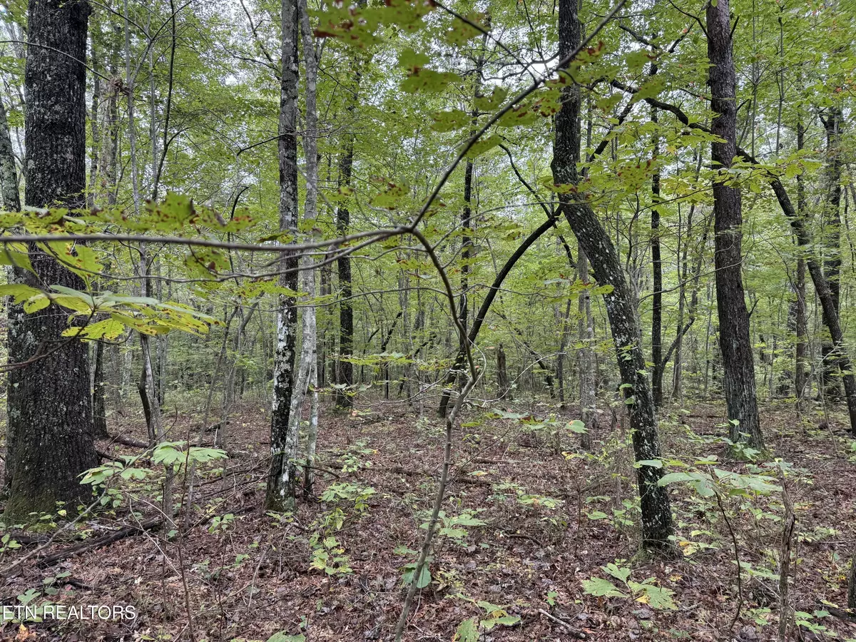 Monterey, TN 38574,White Oak Rd