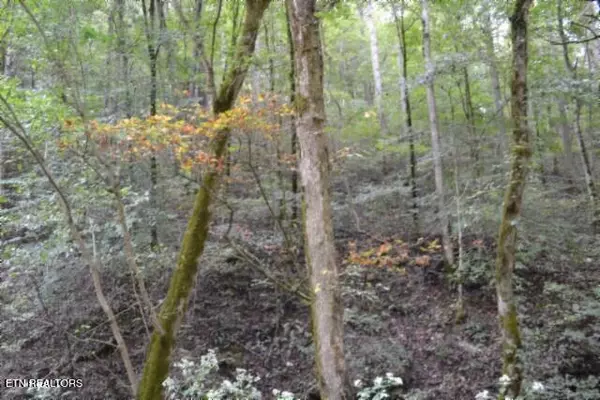 Gainesboro, TN 38562,10.28ac Campbell Hill Rd