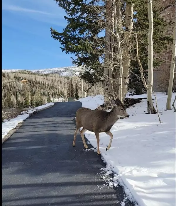 Brian Head, UT 84719,464 N Highway 143