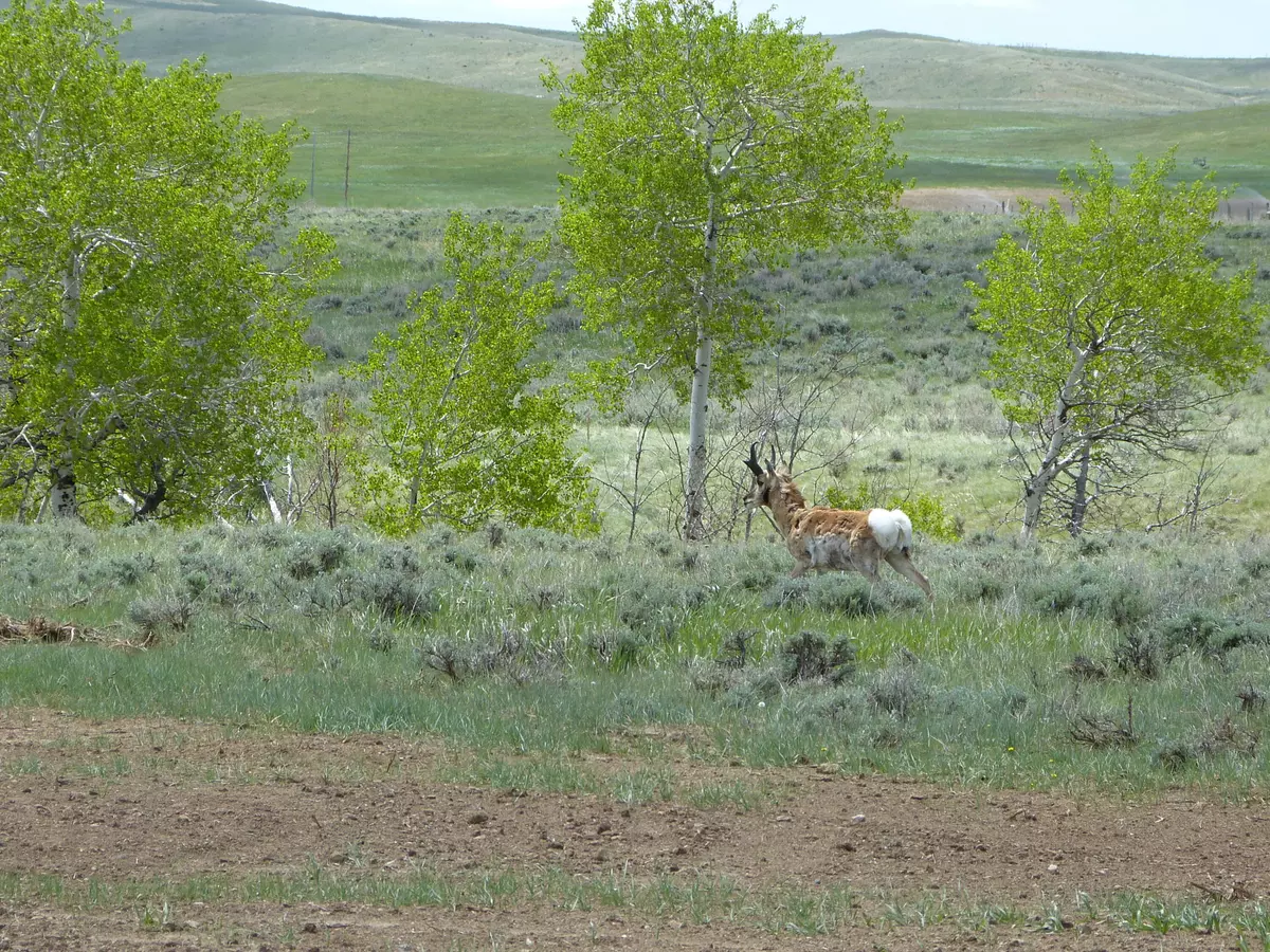 Buffalo, WY 82834,LOT 8 Peak View LN