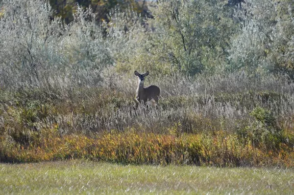 Sheridan, WY 82801,2561 Heron Sedge Court