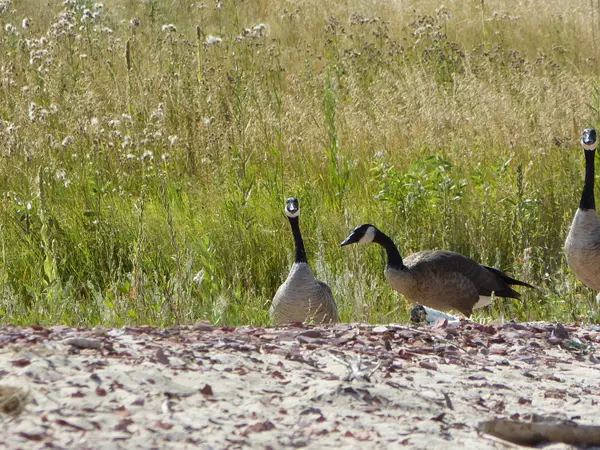 Buffalo, WY 82834,Lot 32 Shoreline DR