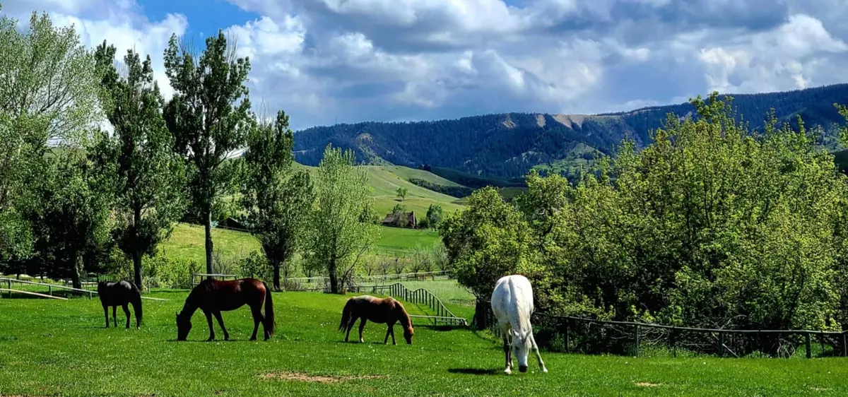 Sheridan, WY 82801,354 Bird Farm RD