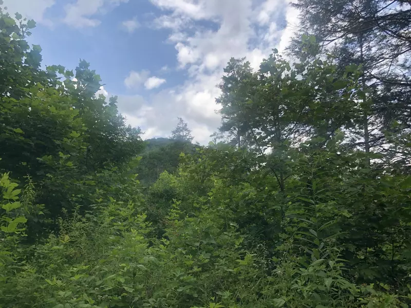 Tbd Dark Hollow RD, Roan Mountain, TN 37687