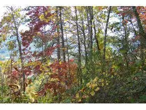 Mountain City, TN 37683,000 Browns Ridge Lane, Lot #3