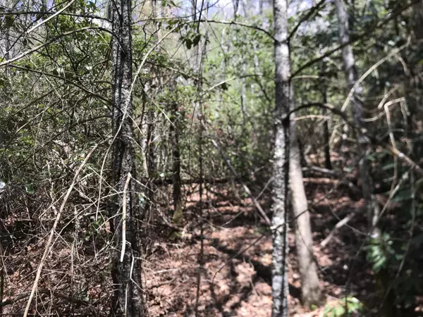 Lot 17 Callalantee DR, Mountain City, TN 37683