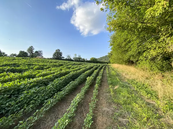 Lot 8 Flat Gap RD, Jefferson City, TN 37760