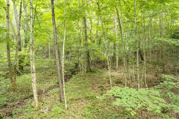 Roan Mountain, TN 37687,119 Winters Hollow Private DR