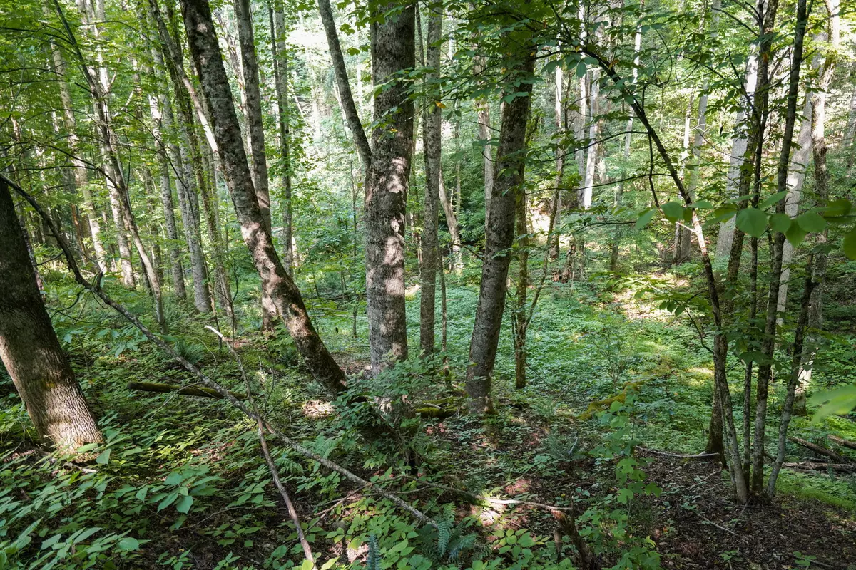 Roan Mountain, TN 37687,Lot 17 Victoria CIR