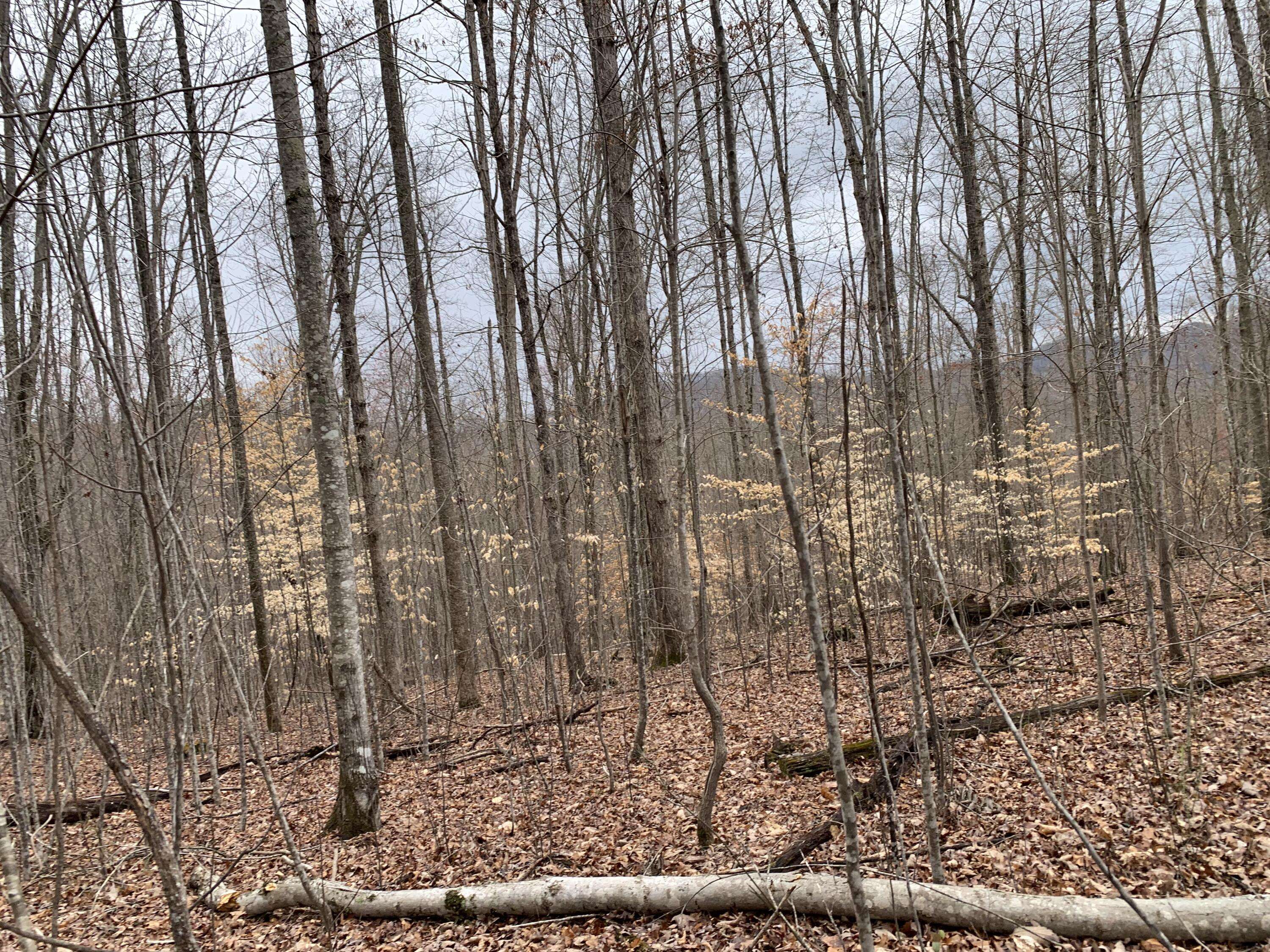 Tazewell, TN 37879,37 Acres Davidson LN