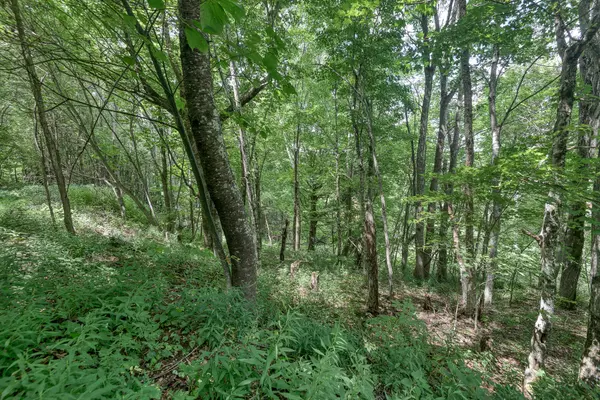 Roan Mountain, TN 37687,000 Vista View DR