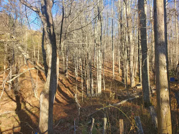 Roan Mountain, TN 37687,00 Miller Hollow RD