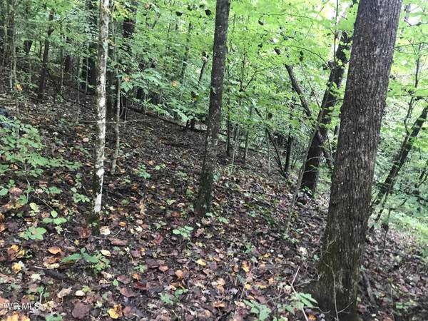 Thorn Hill, TN 37881,60.83 Ac Dana Cope Hollow RD