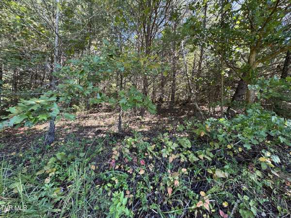 Cosby, TN 37722,Lot 9 Mcgaha Chapel RD