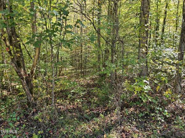 0000 Cave Springs RD, Rogersville, TN 37857