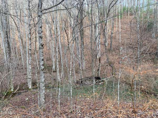 Flag Pond, TN 37657,Tbd Rice Creek Rd