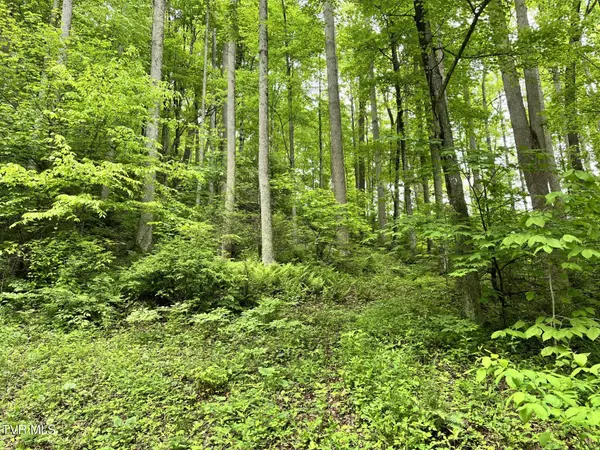 Roan Mountain, TN 37687,Tract 2 Ingram Branch RD