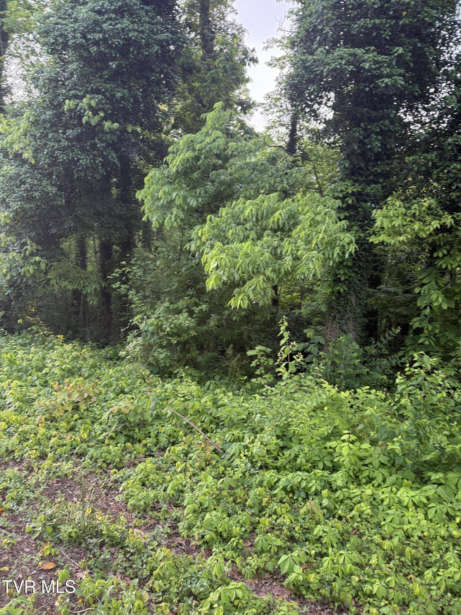 Kingsport, TN 37664,Lot 17 Ashley ST