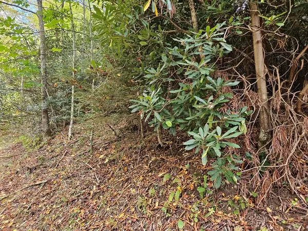 Troutdale, VA 24236,14b Lot Pennington Branch RD