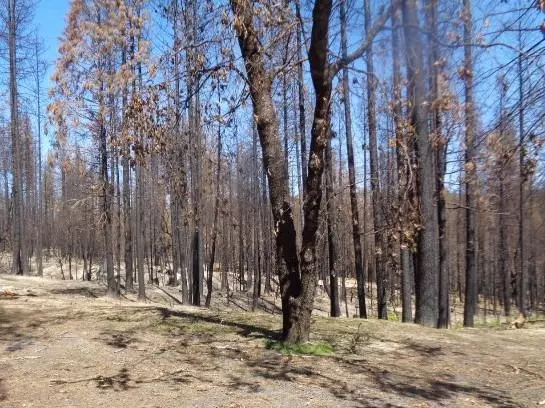 115 Silverado TRL, Berry Creek, CA 95916