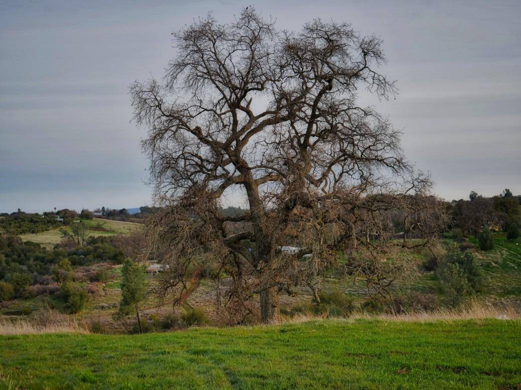225 Blazeford Gulch, Oroville, CA 95966