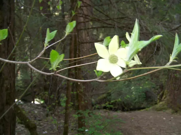 Placerville, CA 95667,10.89ACS CLEAR CREEK RD