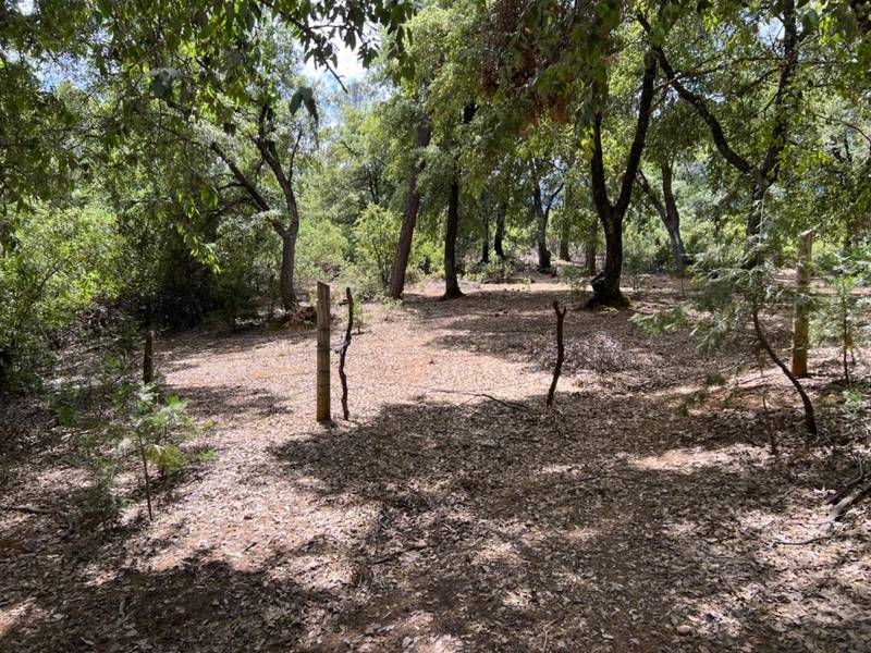 10041 Fig Tree Lane, Pine Grove, CA 95665