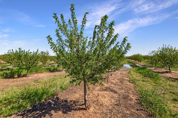 0 Lone Tree, Palermo, CA 95965