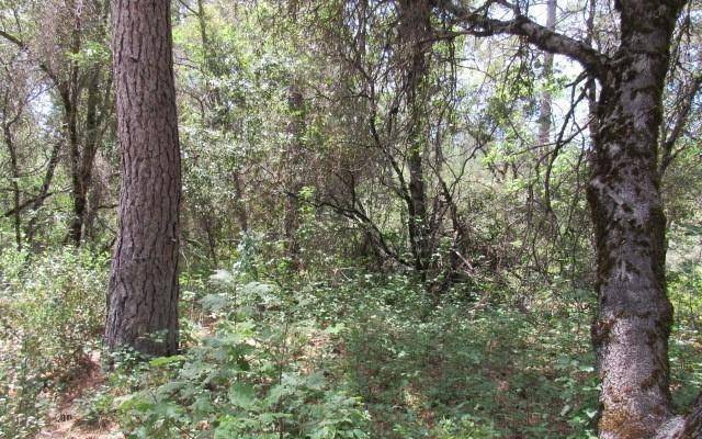 Sheep Ranch, CA 95246,12717 Armstrong RD