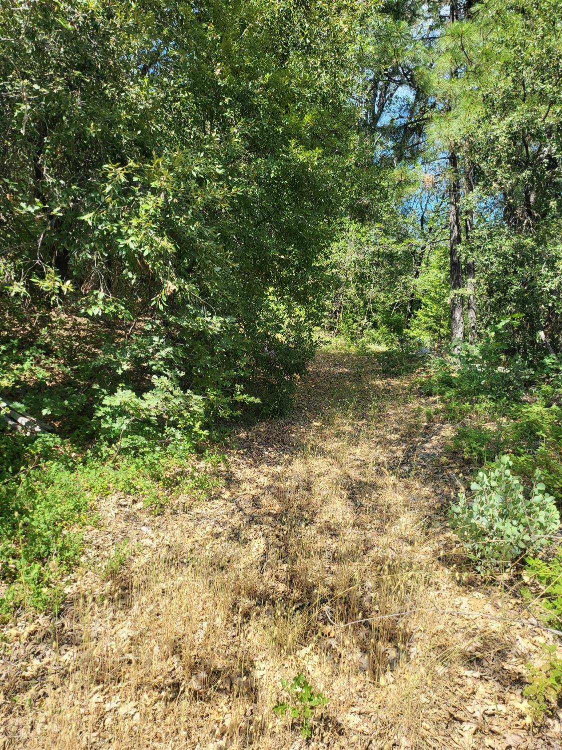 Nevada City, CA 95959,15555 Buckeye RD