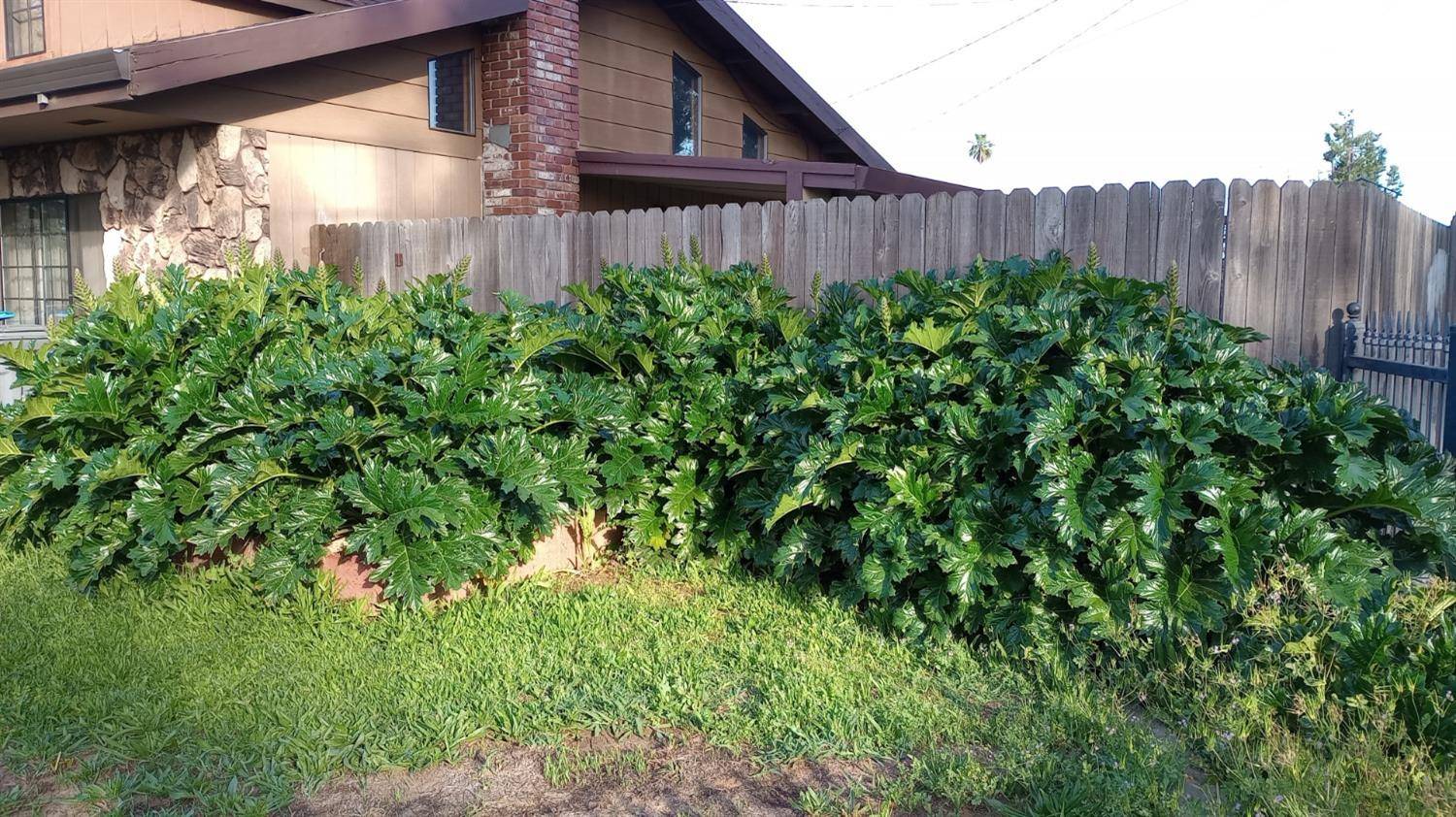 Olivehurst, CA 95961,1625 Catalpa ST