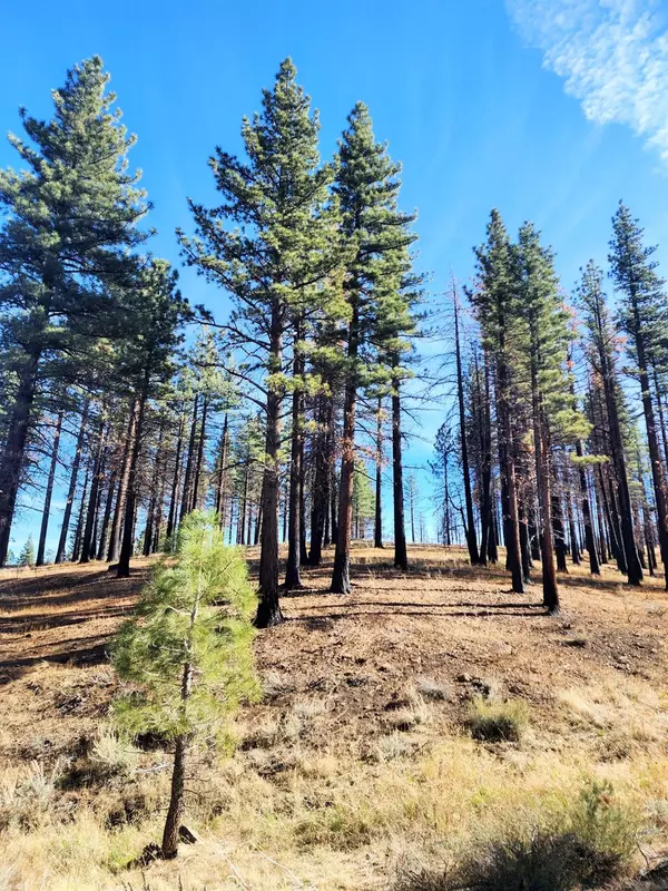 Markleeville, CA 96120,45 Lava Cap