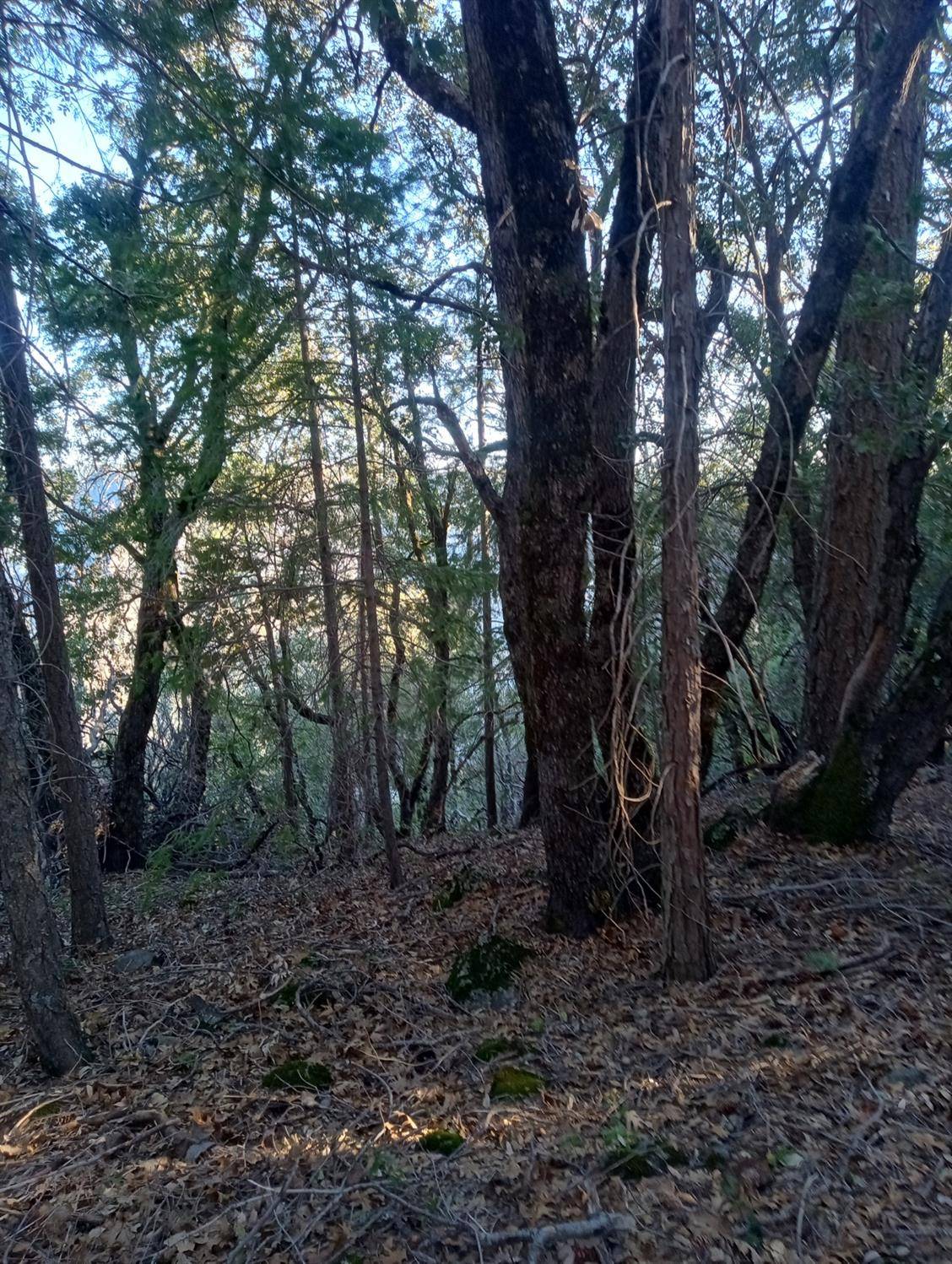 Gold Run, CA 95717,3030 Moody Ridge