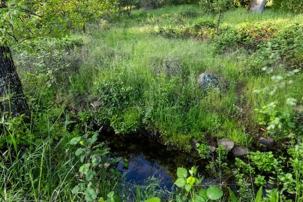 Applegate, CA 95703,0 Roland LN