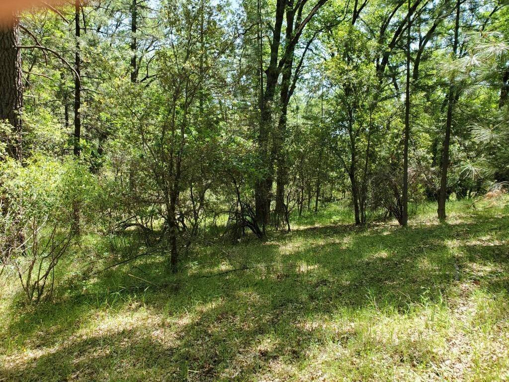 Grass Valley, CA 95949,20631 Jaguar