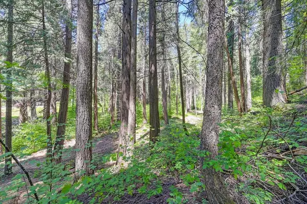 Pollock Pines, CA 95726,3005 Amber TRL