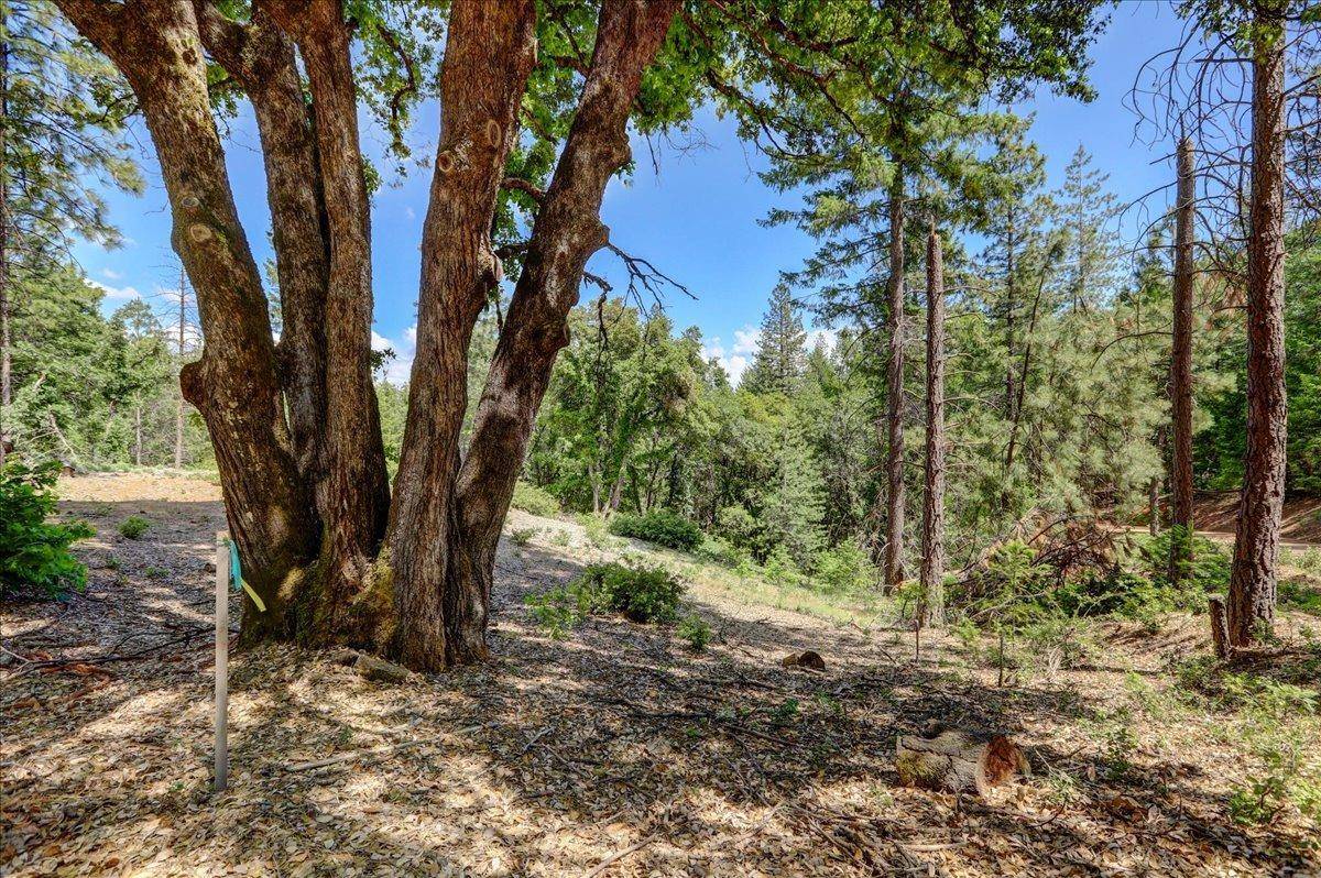 Nevada City, CA 95959,16890 Red Dog RD