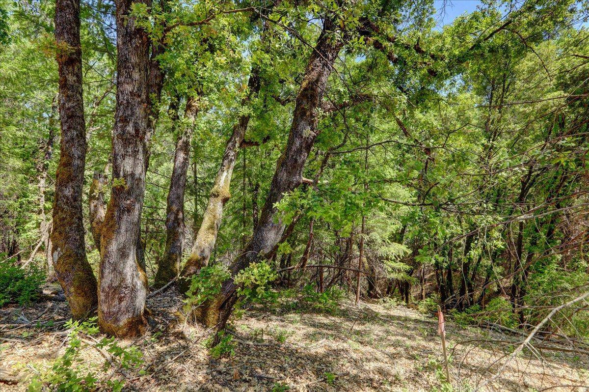 Nevada City, CA 95959,16890 Red Dog RD