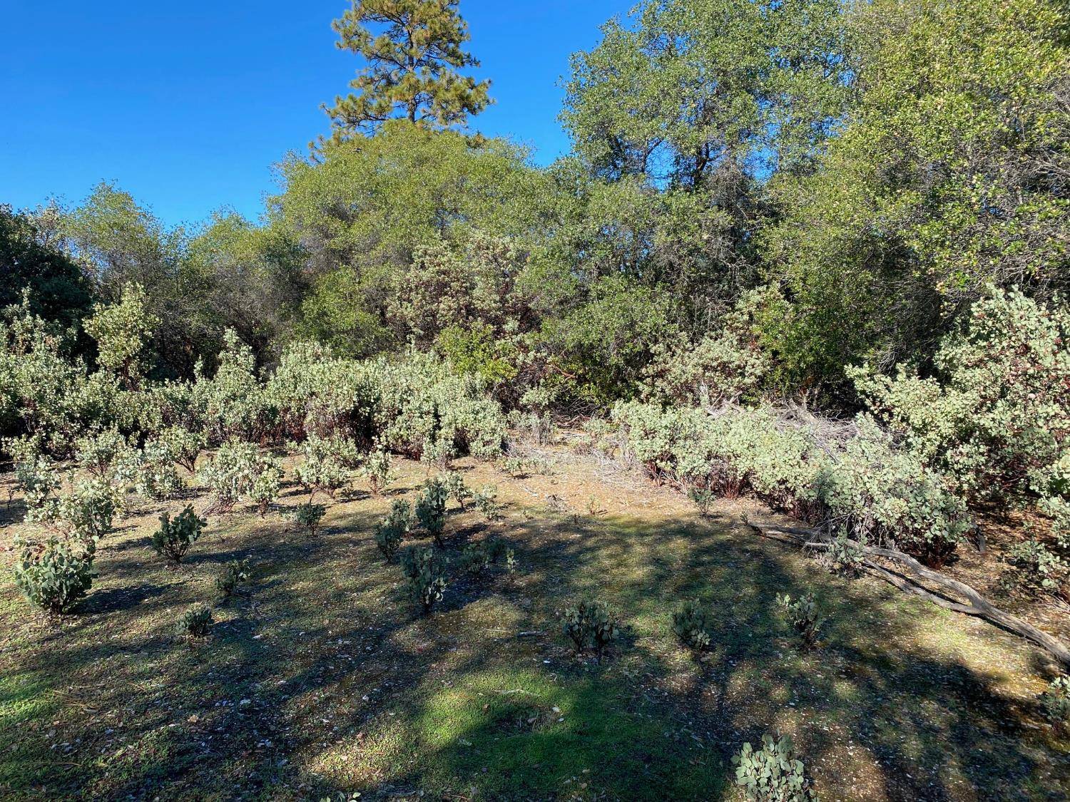 Placerville, CA 95667,0 Big Cut