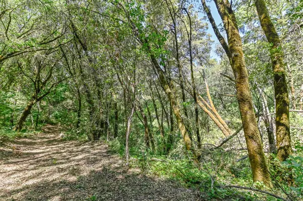 Sutter Creek, CA 95685,13671 Ridge CT